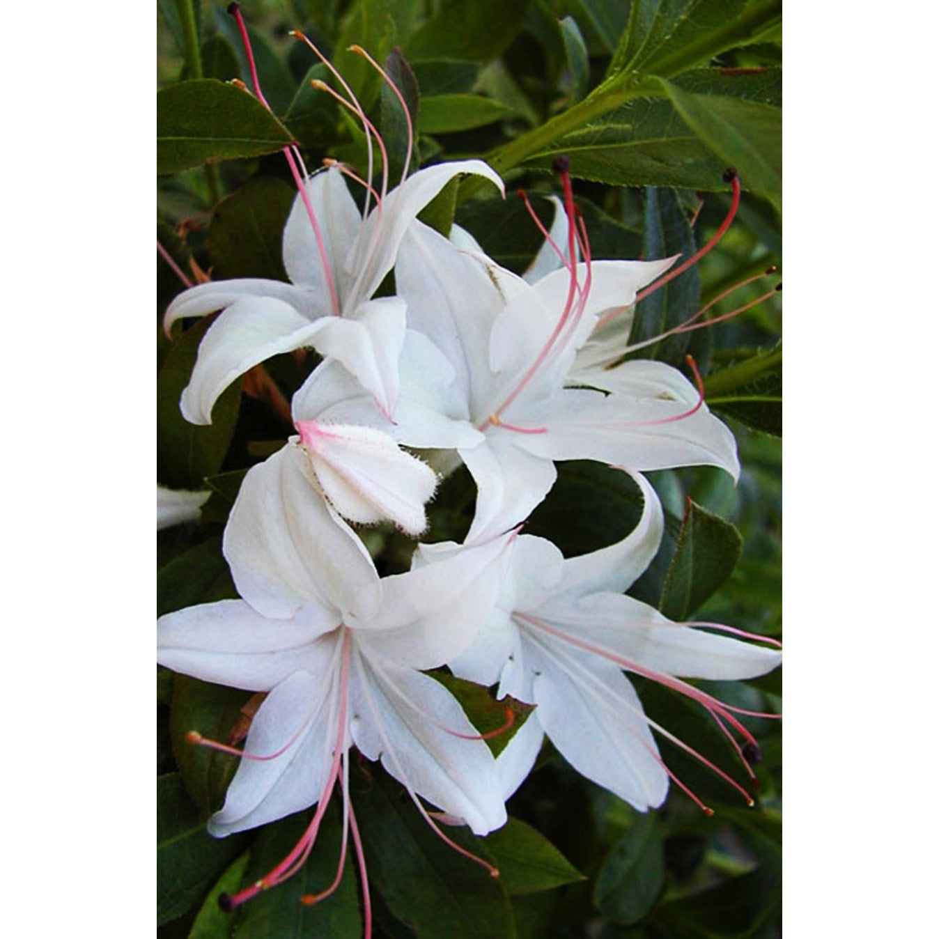 Rhododendron – Rhododendron (AV); 'West. Innocence' - C5 30-40 CM
